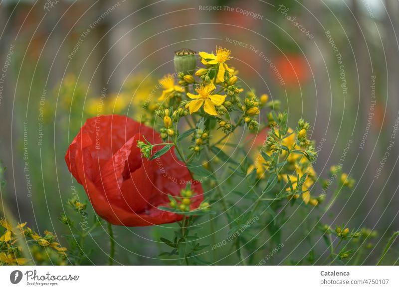 Mohn und Echtes Johannsikraut Garten Tageslicht Mohnblüte verblühen wachsen Blatt Blütenblätter Samenkapsel Papaveraceae Mohngewächse Blume Pflanze Flora Natur