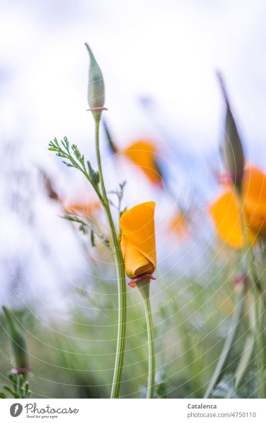 Goldmohn Natur Flora Pflanze Blume Mohn Kalifornia Mohn Eschschoizia californica Mohngewächse Papaveraceae Blüte Samenkapsel Blütenblätter Blatt Stiel blühen