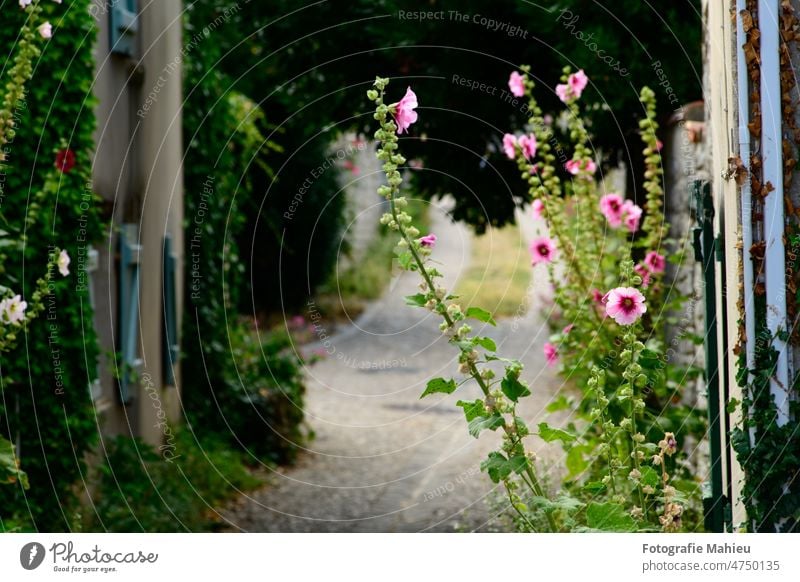 kleine gepflasterte Allee mit blühenden Stockrosen im Sommer auf der Insel Ré Charente-Maritime Blume Frankreich Ile de re Nouvelle-Aquitaine rot Gasse