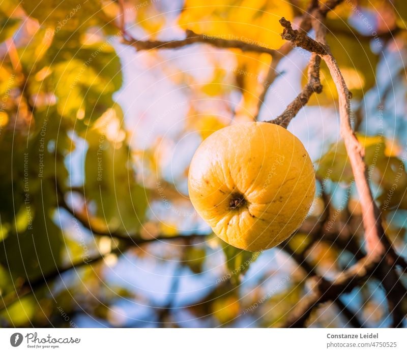 Gelber Apfel am Baum Apfelbaum Apfelernte Frucht Garten Natur Ernte Gesundheit saftig Sommer lecker frisch Ernährung Vegetarische Ernährung Gesunde Ernährung