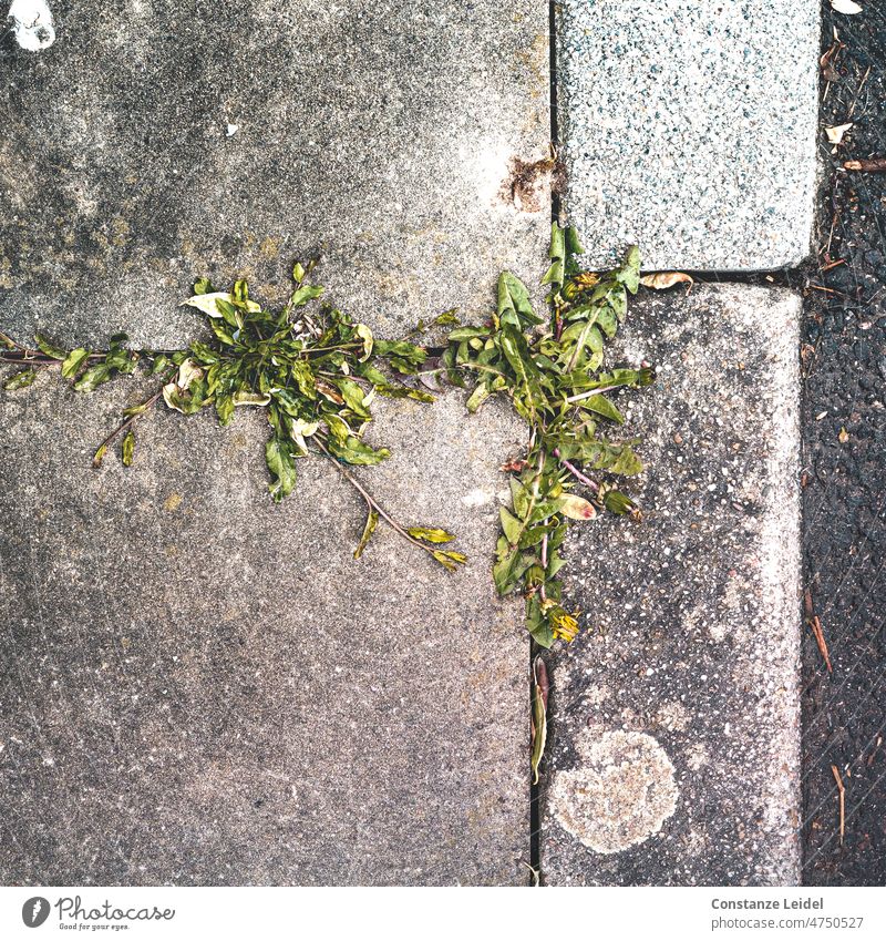 Löwenzahn in Straßenfuge Pflanze Samen Pusteblume Frühling Straßenbelag Straßenrand Unkraut Sommer Blume Natur Besitzergreifend kämpfen