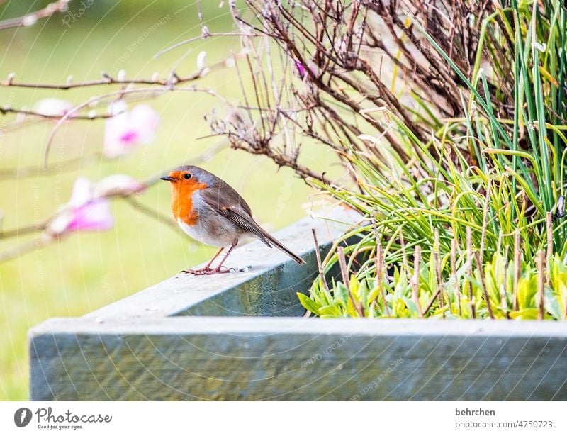 an einem frühlingstag Lavendel Ornithologie Tierwelt Nahaufnahme Singvogel Sommer Frühling Tierschutz klein Schnabel Futter Wildtier Tierporträt Menschenleer