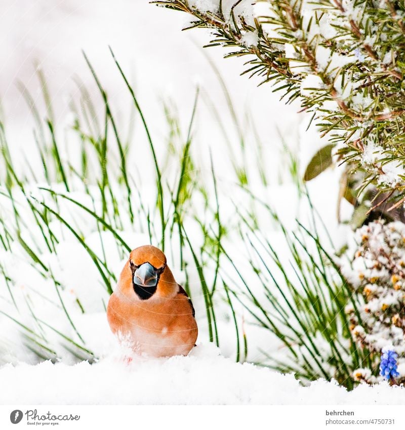 kerniger typ außergewöhnlich Tiergesicht fantastisch Flügel schön Federn Kernbeißer farbenfroh Kräuterbeet Gefieder Kräuter & Gewürze Rosmarin Wintertag