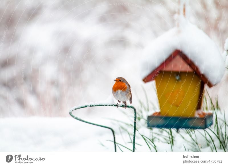 wintermalerei kalt Tierwelt Singvogel fliegen Schneeflocke Tierschutz klein Singvögel Menschenleer Tierporträt Wildtier Futter Schnabel Feder Natur Farbfoto