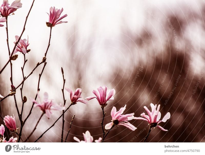 zerbrechlich Knospen sternmagnolie wunderschön Wärme Magnolie Pflanze Außenaufnahme Unschärfe Sommer Frühling Magnolien Sonnenlicht zart Natur Blütenblatt