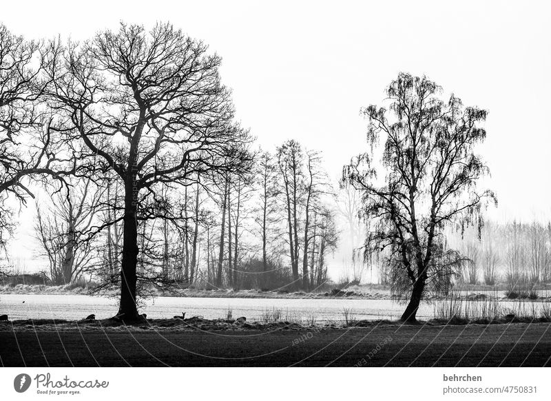 ruhepol dunkel hell Licht Schatten Rehe Schwarzweißfoto schön verträumt idyllisch Winterstimmung Heimat Märchenhaft Winterwald geheimnisvoll Menschenleer Nebel