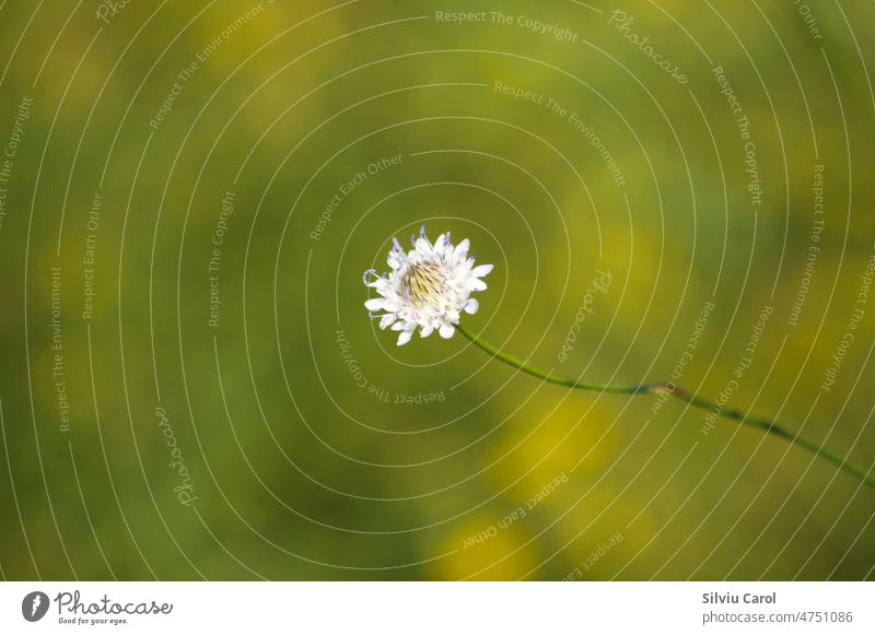 Nahaufnahme eines kleinen blühenden Skabiosen mit grünem, unscharfem Hintergrund Flora Blüte Natur natürlich blau mehrjährig Farben Blütezeit geblümt botanisch