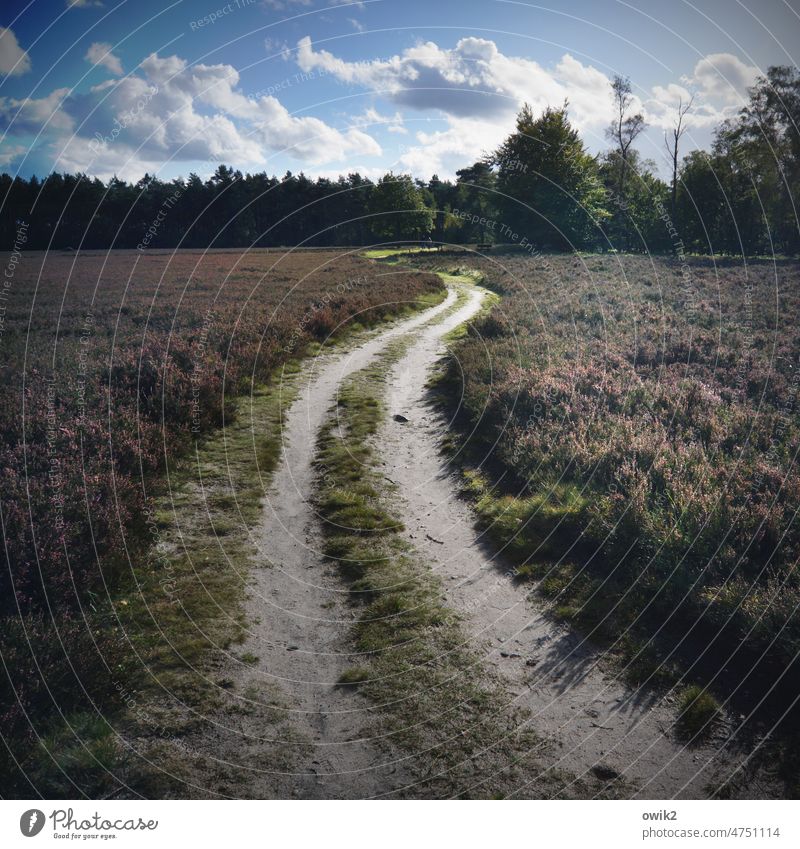 Wegstrecke Lüneburger Heide Naturschutzgebiet Sandheide Wacholder Wildpflanze Heidekrautgewächse Sträucher Schönes Wetter Horizont Herbst Bergheide Ferne Idylle