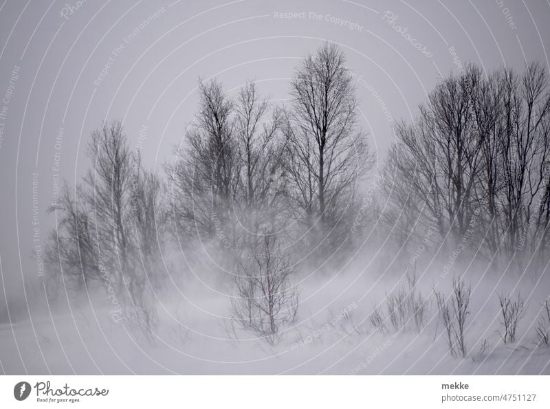 Schneesturm im Winterwald kalt ungemütlich Baum Frost Wetter Klima Landschaft Natur Schneefall Sturm schlechtes Wetter Unwetter Wind Eis Schneelandschaft Nebel