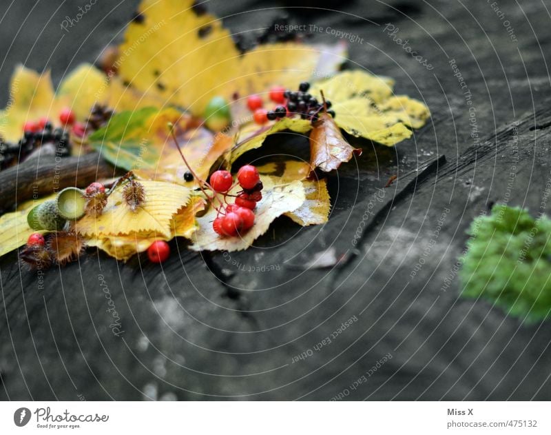 Vogelbeeren Lebensmittel Frucht Umwelt Pflanze Herbst Blatt dehydrieren mehrfarbig Herbstlaub Baumfrucht Sammlung Herbstfärbung Eicheln Holunderbeeren Baumstamm