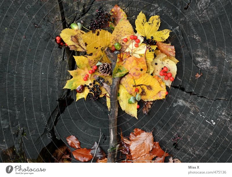 Herbstbaum Lebensmittel Frucht Ernährung Basteln Kinderspiel Dekoration & Verzierung Baum Blatt mehrfarbig Stimmung Natur Herbstlaub herbstlich Herbstfärbung