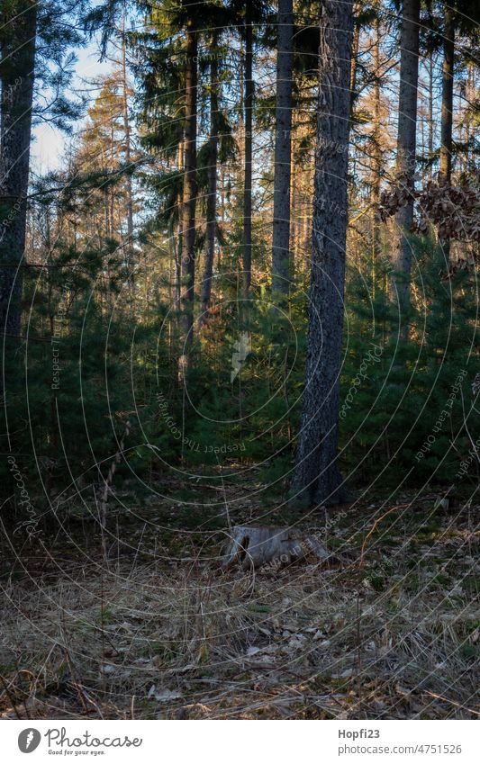 Kiefernwald Landschaft Natur Sonnenlicht Wege & Pfade aus Außenaufnahme Menschenleer Farbfoto Baum Wald Straße Licht Windstille Schatten Jahreszeiten Abend