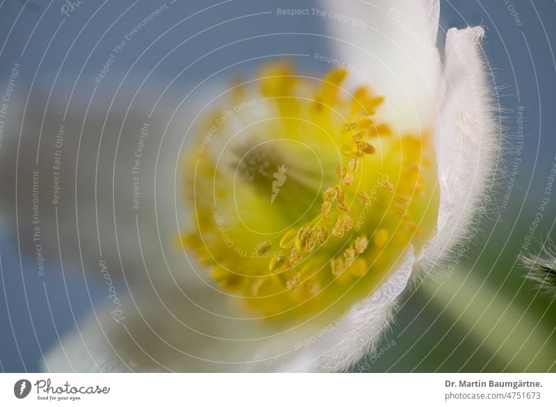 Gewöhnliche Küchenschelle oder Kuhschelle, Pulsatilla vulgaris,  Ranunculaceae Gewöhnliche Kuhschelle Kultivar Auslese Sorte Blüte blühen Blütenblätter