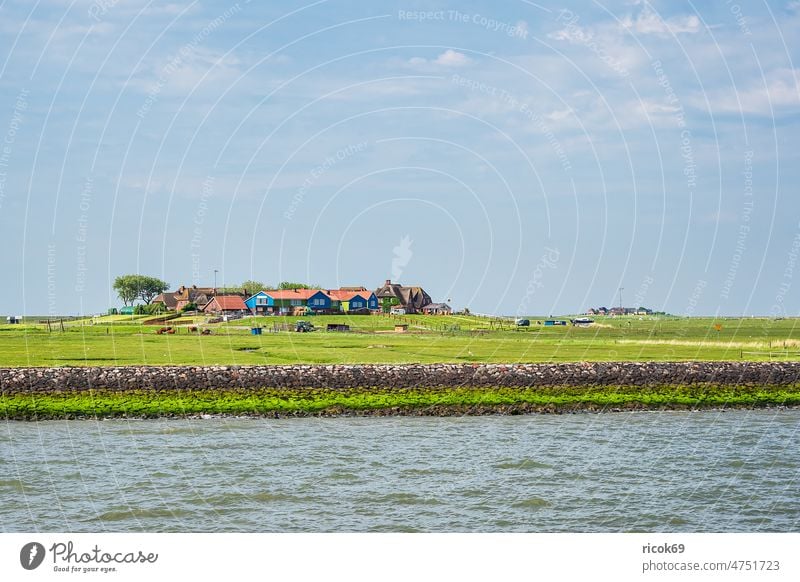 Häuser auf der Hallig Hooge in der Nordsee Insel Meer Küste Nordfriesische Insel Nordseeküste Schleswig-Holstein Haus Gebäude Architektur Wasser Urlaub