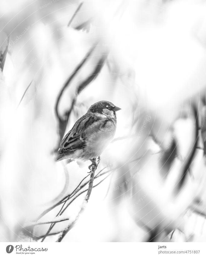 Sperling im Baum Sperlingsvogel Spatz Vögel Singvogel Frühling Schwarzweißfoto Äste Vogel Tier Außenaufnahme Natur Sperlingsvögel Tierporträt Menschenleer