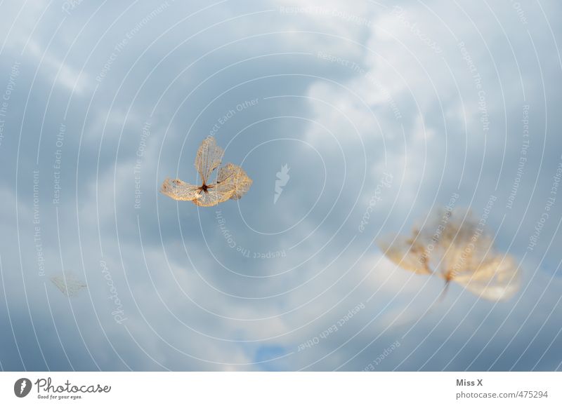 Freiflug Himmel Wolken Wind Sturm Blüte fliegen Stimmung Freiheit Samen Hortensienblüte Blattadern Blattgerippe leicht filigran zart Pollenflug Farbfoto