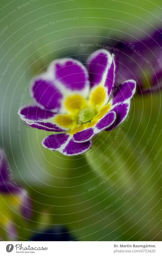 Schlüsselblume (Primula elatior), Sorte Hohe Schlüsselblume primula Schlüsselblume Elatior Kulturvarietät Varieté Hybriden Kissen-Primel Gartenschlüsselblume