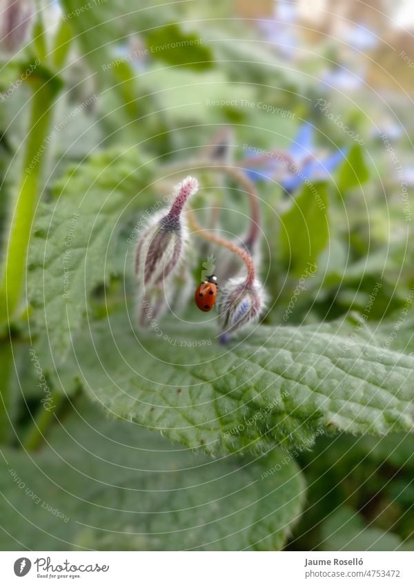 eine Coccinellidae (Mariquita), die durch eine Blüte von Borago officinalis (Borraja) zertreten wurde Biologie Öko Harmonie pulsierend violett Tierwelt Insekt