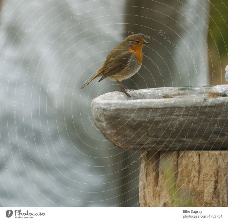 Rotkehlchen vor grauem Hintergrund Vogel Natur Farbfoto Tierporträt Schwache Tiefenschärfe Ganzkörperaufnahme Menschenleer Nahaufnahme Textfreiraum oben klein