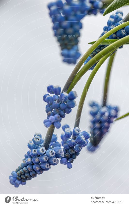 Blaue Trauben Hyazinthe auf Schnee, Frühlingsblume Blume Pflanze Winter Natur Blüte Nahaufnahme Frühblüher Ostern Schwache Tiefenschärfe natürlich