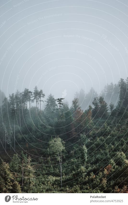 #A0# Nebelwald Wald waldgebiet Waldrand Waldsterben Waldstimmung grün düster Nebelschleier Nebelstimmung nebelig Natur Außenaufnahme Menschenleer Nebelbank Baum