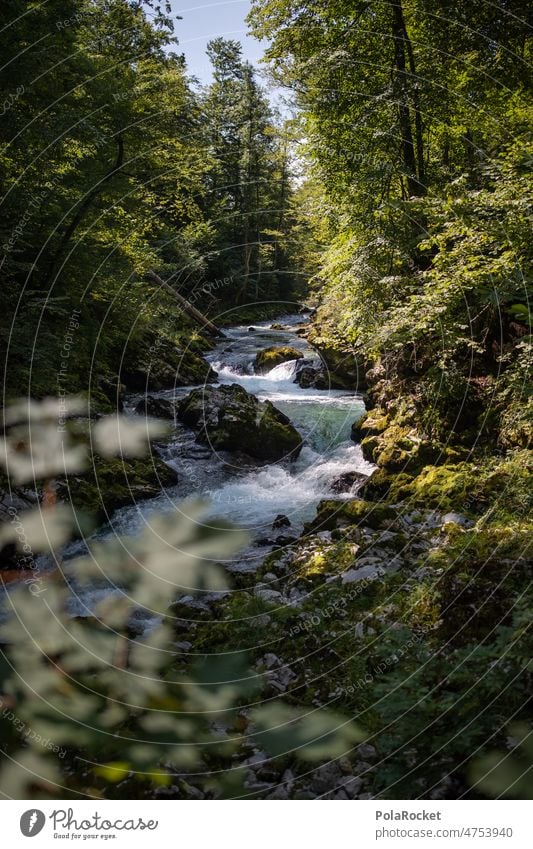 #A0# Landschaft in Slowenien... Hier: ein Bach Natur unberührt bachlandschaft bachlauf Wald Idylle Wasser Außenaufnahme Umwelt grün