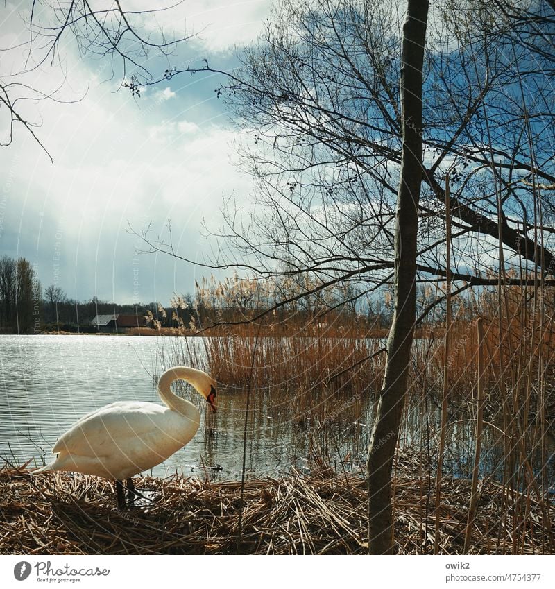 Wasserhahn Schwan Vogel Seeufer Landschaft Natur Umwelt Tier Himmel Wolken Horizont Pflanze Frühling Sträucher Baum Zweige u. Äste ruhig Profil Tierporträt