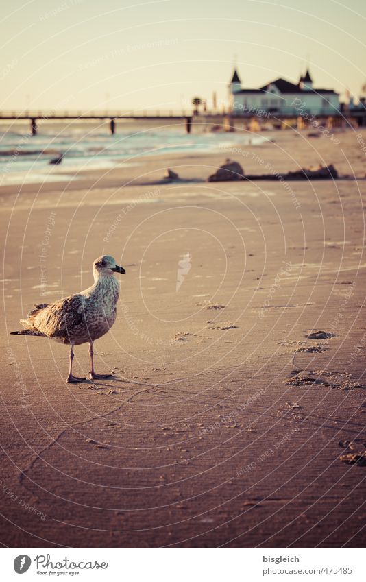 Möwe I Strand Ostsee Meer Ahlbeck Deutschland Europa Menschenleer Seebrücke Vogel 1 Tier Sand Blick stehen braun Ferne Einsamkeit ruhig Farbfoto Außenaufnahme