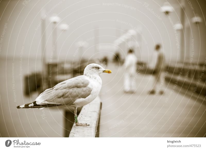 Möwe III Strand Ostsee Meer Bansin Bundesadler Europa Seebrücke Vogel 1 Tier Blick sitzen braun grau Usedom Farbfoto Gedeckte Farben Außenaufnahme Tag