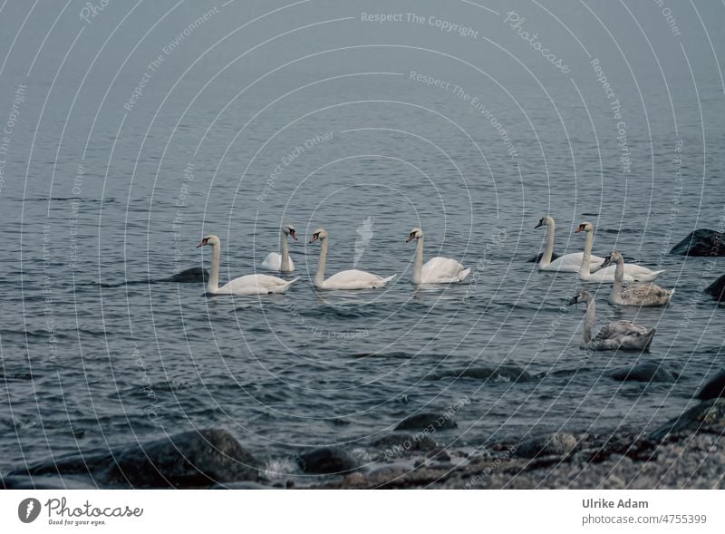 Schwäne auf der Ostsee vor Bornholm Tierporträt Hintergrund neutral Freisteller Außenaufnahme Idylle Tierliebe Zufriedenheit Glück weiß blau Flügel Schwan Vogel