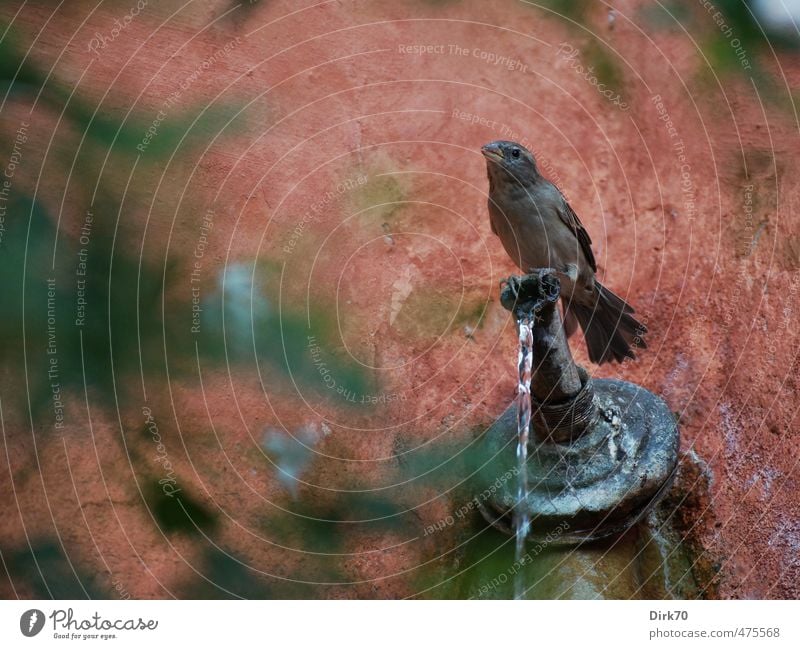 An der Tränke trinken Trinkwasser Wasser Grünpflanze Garten Park Sevilla Spanien Altstadt Brunnen Mauer Wand Fassade Tier Wildtier Vogel Spatz Sperlingsvögel