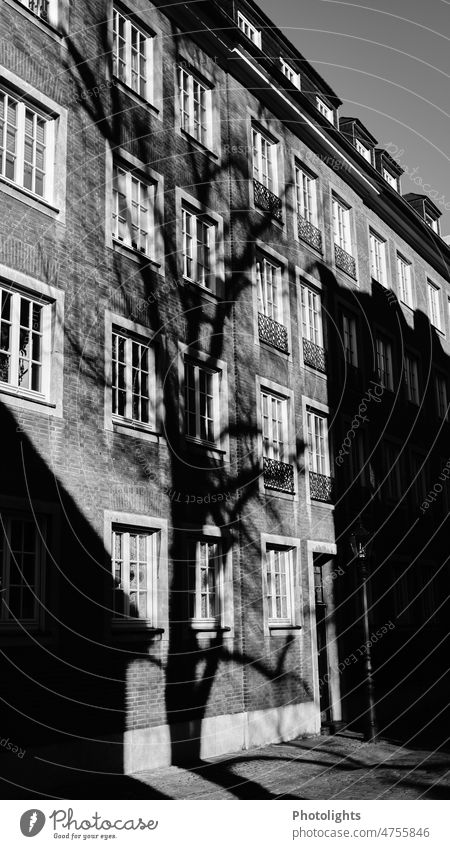 Baum wirft Schatten auf eine Hausfassade Bäume schwarzweiß baumstamm äste zweige struktur sonnenlicht schattig haus schatten Zweige u. Äste Sonnenlicht