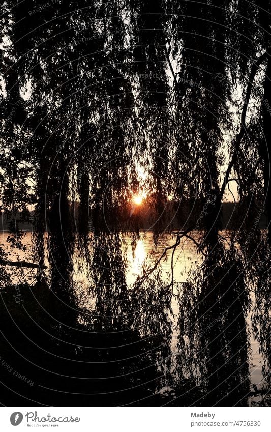 Blick durch alte Trauerweiden auf die untergehende Sonne über dem Aasee im Sommer in Münster in Westfalen im Münsterland Dunkel Besinnlichkeit Abendstimmung