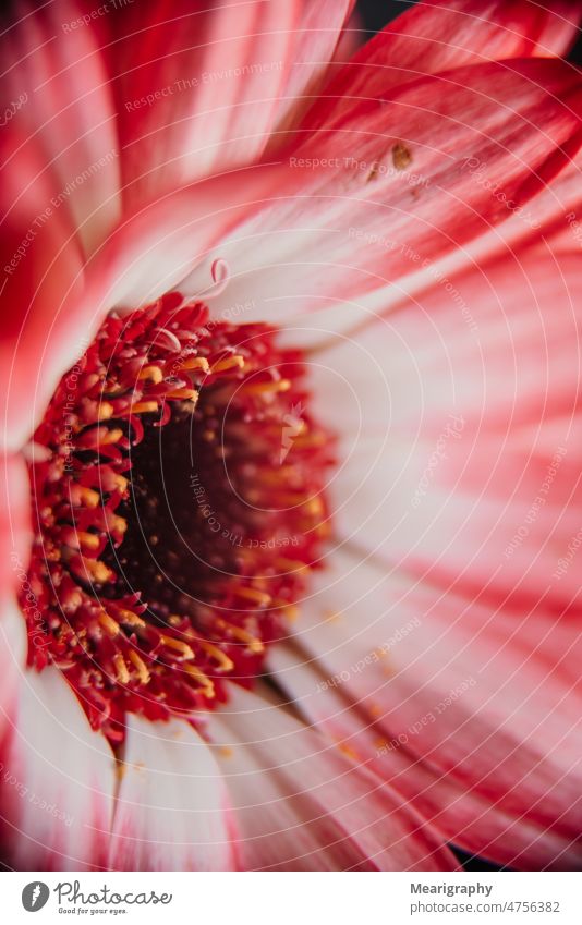 Rote Gerbera Details rot rote Gerbera Frühlingsblumen Details zur Feder rote Blume geblümt rote Pflanzen Makro abschließen Ausdauer Blütenblätter Blumen Details