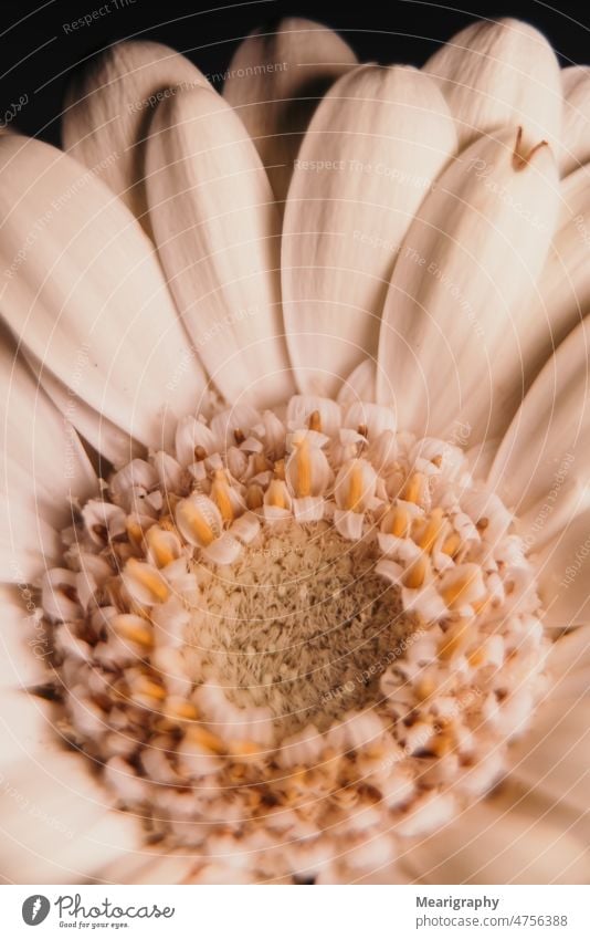 Weiße Gerbera Details weiß weiße Blume weiße Gerbera Frühling Frühlingsblumen Frühlingspflanzen Blühend Blütezeit Makro abschließen geblümt Blumen Details