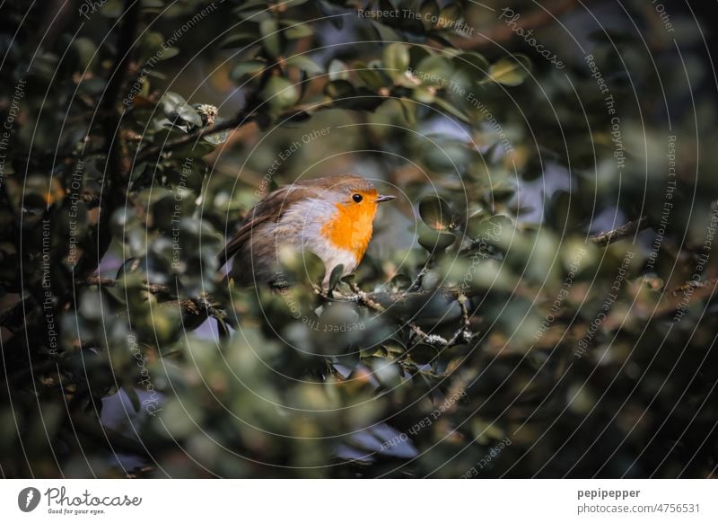 Rotkehlchen Vogel Baum grün versteckt Natur Tier Außenaufnahme Farbfoto Tierporträt klein Schnabel Singvögel Wildtier Feder Singvogel Tag niedlich Ornithologie