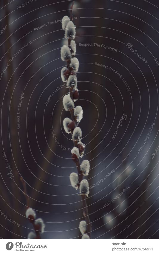 Weidenzweig mit flauschigen grauen Kätzchen auf braunem Hintergrund. Ast Weidenkätzchen Frühling Zweige mit Kätzchen Blütenknospen atmosphärisch schön Schönheit