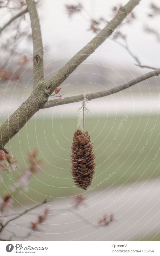 Fichtenzapfen an einem Ast aufgehängt mit einer Straße im Hintergrund Zapfen Natur Stadt Baum braun Wald natürlich Umwelt Schwache Tiefenschärfe Tag