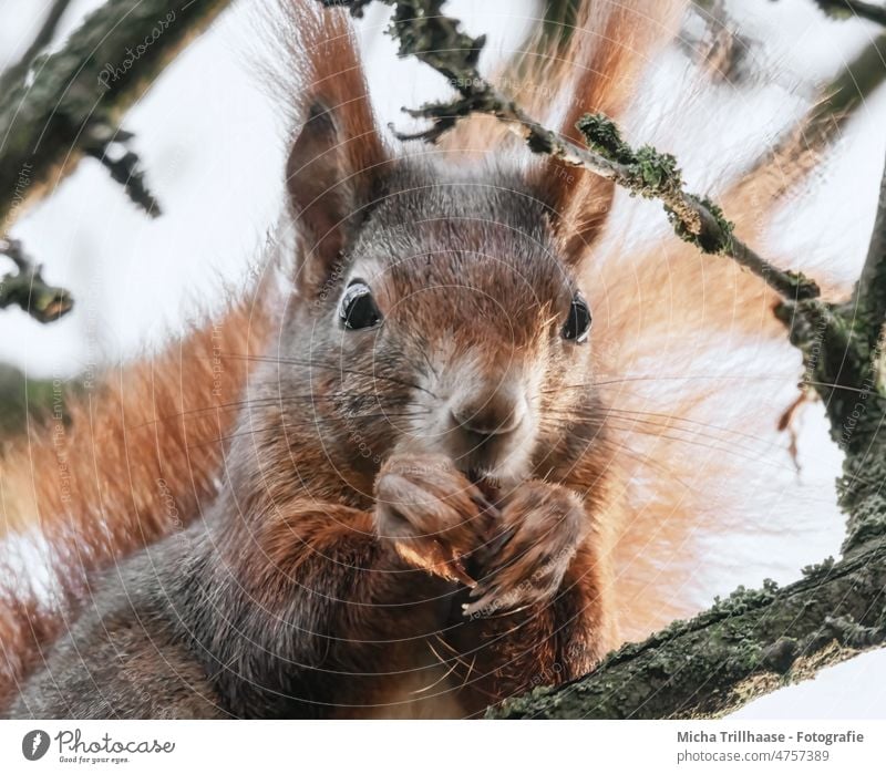 Fressendes Eichhörnchen im Baum Sciurus vulgaris Tiergesicht Kopf Auge Nase Ohr Pfote Krallen Fell Wildtier festhalten nah niedlich Zweige u. Äste Sonnenlicht