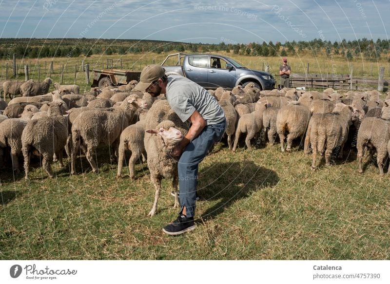 Gesundheitskontrolle für die Schafe Tageslicht Bäume Gras Person Junger Mann Farm Natur Tier Nutztier Tierhaltung Himmel Landwirtschaft Eukalyptus Sommer Aktion