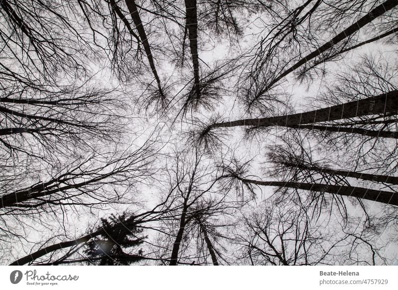 Farblose Tage Bäume Wald schwarz-weiß grau Baumwipfel Horizont Himmel Winter Äste kahl Menschenleer Außenaufnahme Natur kalt Zweige u. Äste kahle Bäume