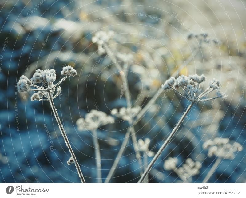 Verfroren Winter Sträucher Halme gefroren Eisschicht Raureif Umwelt Landschaft Schönes Wetter leuchten Licht Schatten Kontrast Strukturen & Formen Außenaufnahme