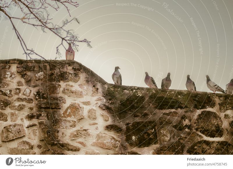 Tauben sitzen auf einer Stadtmauer Vögel Außenaufnahme Tag fliegen Freiheit Himmel Mauer mauerwerk Tier Flügel Menschenleer Farbfoto Wildtier Luft frei Vogel