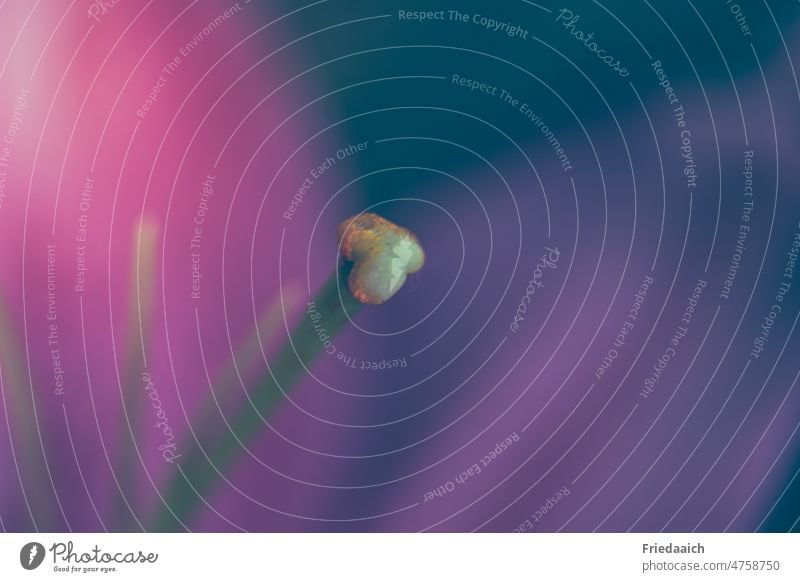 Makroaufnahme eines Blütenstempels Detailaufnahme pink unscharf Nahaufnahme Farbfoto Pflanze Blume Frühling Blühend farbenfroh Menschenleer Blütenblätter schön