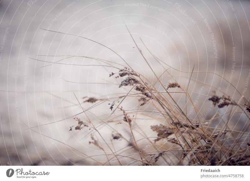 Gräser tanzen im Wind am Sandufer Natur Pflanze Außenaufnahme Wildpflanze natürlich Nahaufnahme Schwache Tiefenschärfe Umwelt Gras Unschärfe Menschenleer Tag