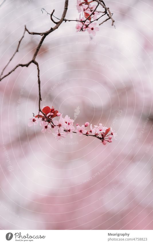 Frühlingsblume Nahaufnahme mit rosa Hintergrund Blume rosa Blumen Blüte Blühend blühende Blumen blühende Frühlingsblume im Freien Natur schön Frühlingsblumen