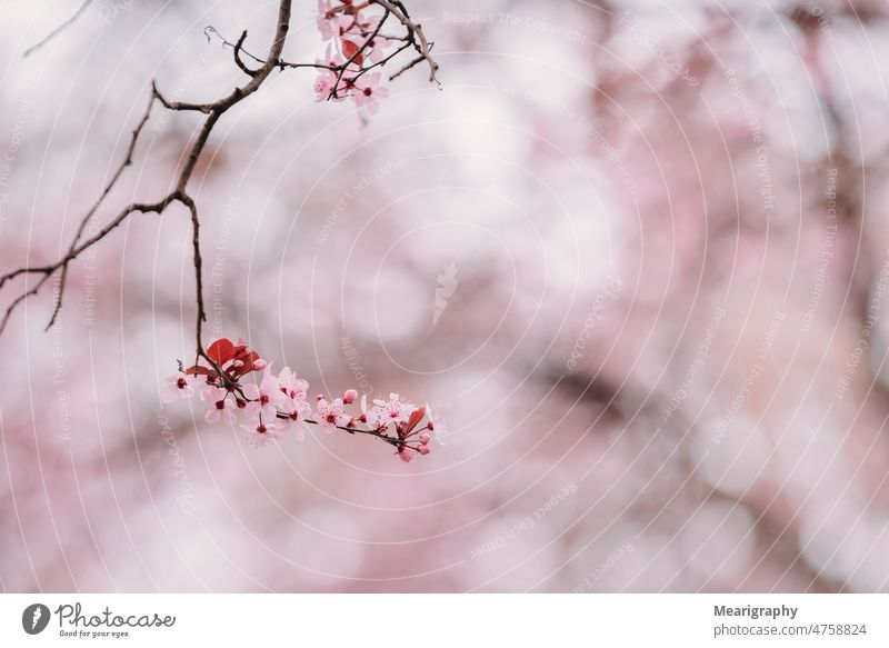 Frühlingsblumen mit rosa Hintergrund Frühblüher rosa Blumen abschließen geblümt Blümchentapete blumiger Hintergrund Blumen Nahaufnahme Blumen Frühling Blüte