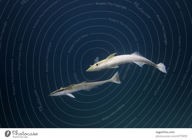 DEEP DOWN Ferien & Urlaub & Reisen Reisefotografie Fisch Schiffshalter Tiefsee tauchen Anhalter trampen Asien Indischer Ozean Meer Malediven Unterwasseraufnahme