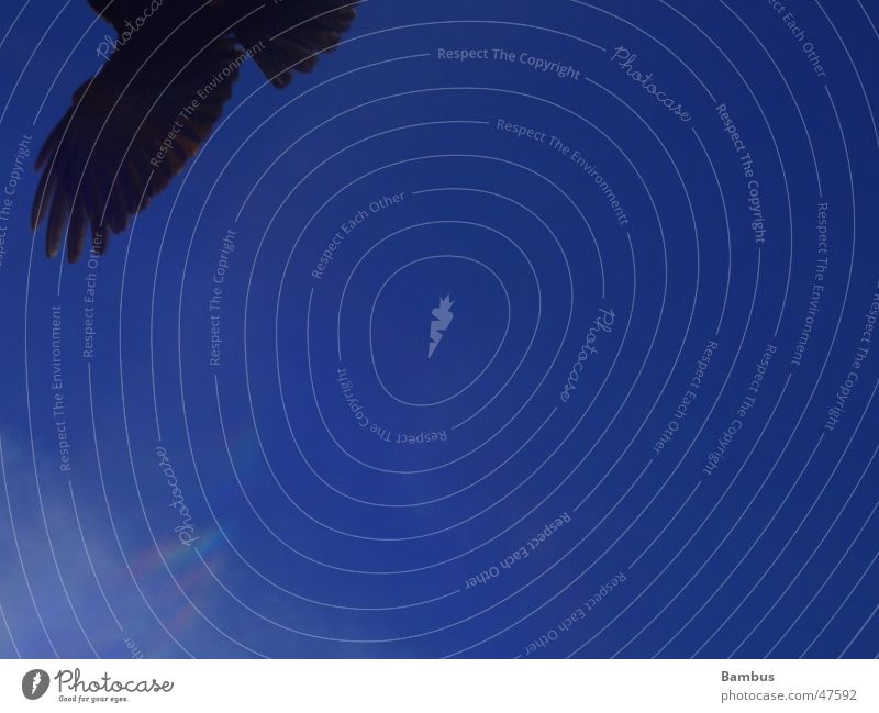 husch Vogel Dohle Schwanz Wolken schwarz Flügel Feder Himmel blau