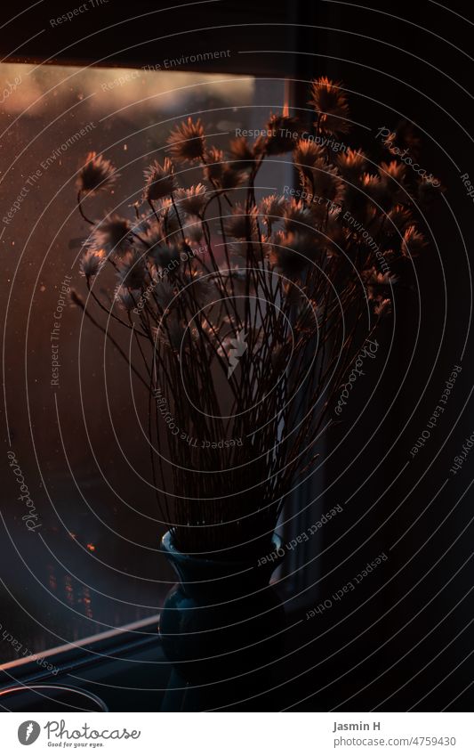 Trockenblumen in goldenem Licht goldenes Licht Stillleben Sonnenuntergang aus dem fenster Blick aus dem Fenster Dämmerung Fensterblick Menschenleer Wohnung